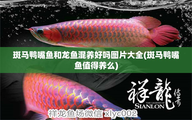 斑馬鴨嘴魚和龍魚混養(yǎng)好嗎圖片大全(斑馬鴨嘴魚值得養(yǎng)么) 斑馬鴨嘴魚