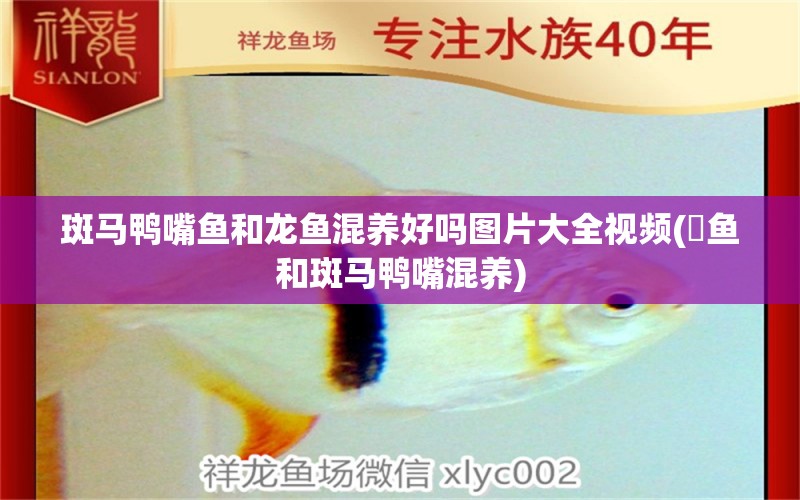 斑馬鴨嘴魚(yú)和龍魚(yú)混養(yǎng)好嗎圖片大全視頻(魟魚(yú)和斑馬鴨嘴混養(yǎng)) 斑馬鴨嘴魚(yú)