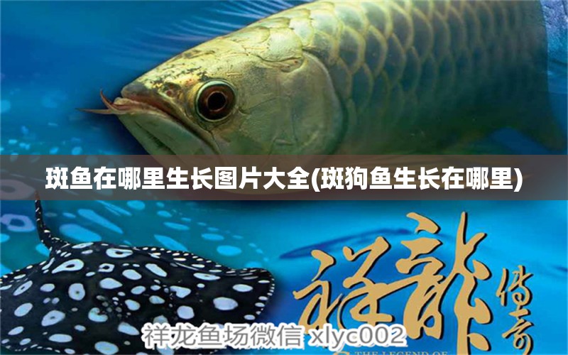 斑魚(yú)在哪里生長(zhǎng)圖片大全(斑狗魚(yú)生長(zhǎng)在哪里) 羅漢魚(yú)