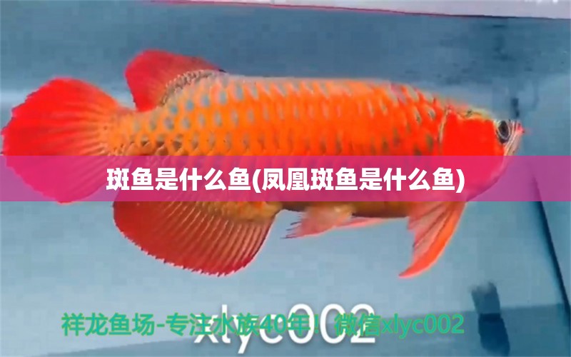 斑魚是什么魚(鳳凰斑魚是什么魚)