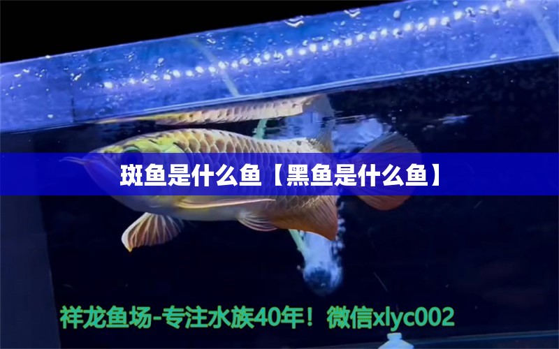 斑魚是什么魚【黑魚是什么魚】