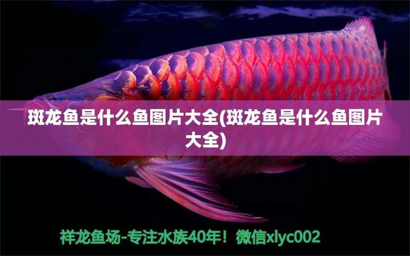 斑龍魚是什么魚圖片大全(斑龍魚是什么魚圖片大全) 福滿鉆魚