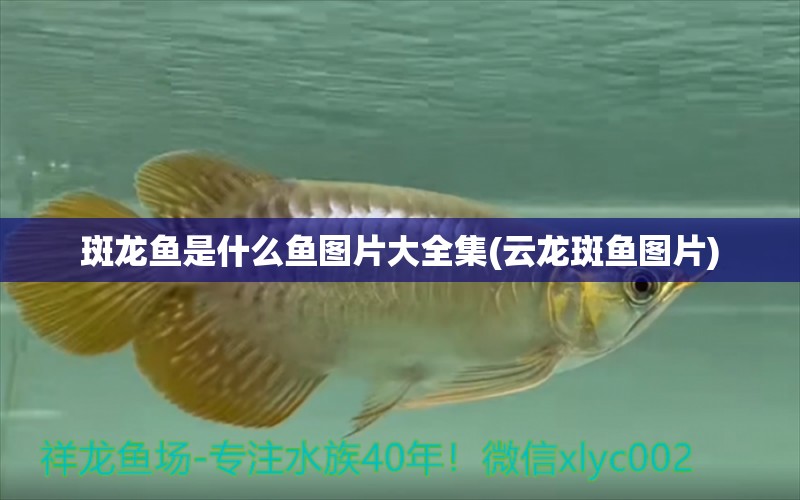 斑龍魚是什么魚圖片大全集(云龍斑魚圖片) 除藻劑