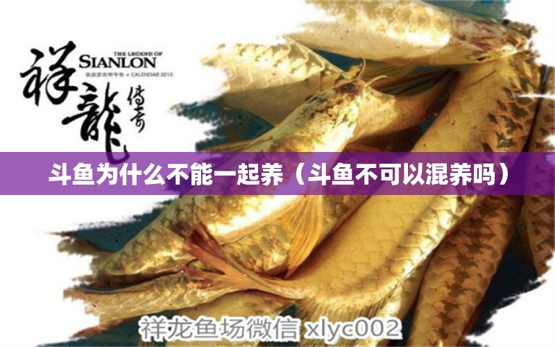 斗魚為什么不能一起養(yǎng)（斗魚不可以混養(yǎng)嗎）