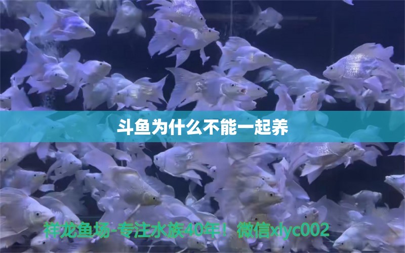 斗魚(yú)為什么不能一起養(yǎng) 龍魚(yú)批發(fā)