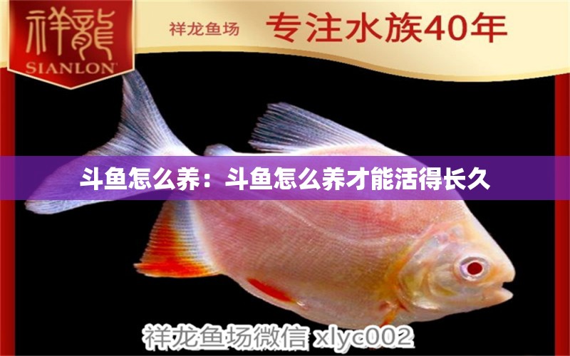 斗魚怎么養(yǎng)：斗魚怎么養(yǎng)才能活得長久