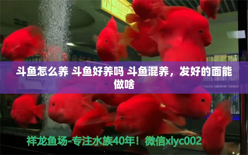 斗魚怎么養(yǎng) 斗魚好養(yǎng)嗎 斗魚混養(yǎng)，發(fā)好的面能做啥 觀賞魚 第1張