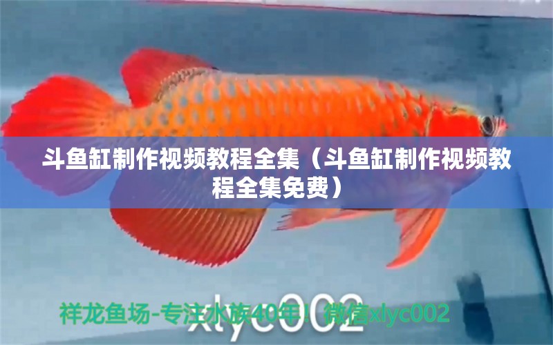 斗魚缸制作視頻教程全集（斗魚缸制作視頻教程全集免費）