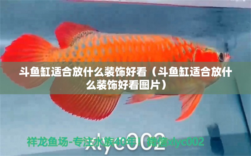 斗魚缸適合放什么裝飾好看（斗魚缸適合放什么裝飾好看圖片） 祥龍水族醫(yī)院