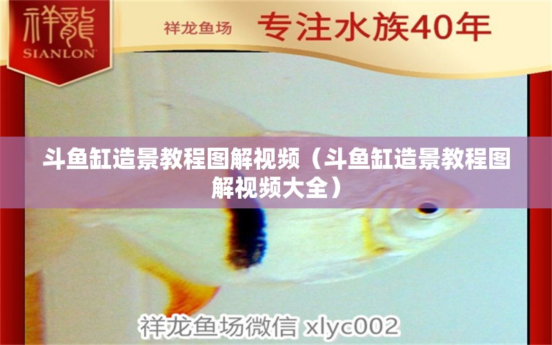 斗魚缸造景教程圖解視頻（斗魚缸造景教程圖解視頻大全） 祥龍魚場