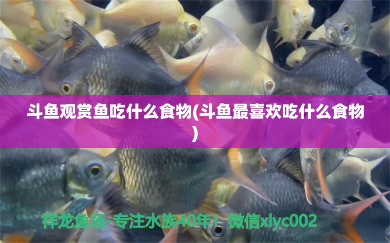 斗魚觀賞魚吃什么食物(斗魚最喜歡吃什么食物) 紅頭利魚