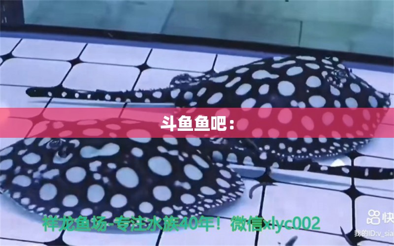 斗魚魚吧：