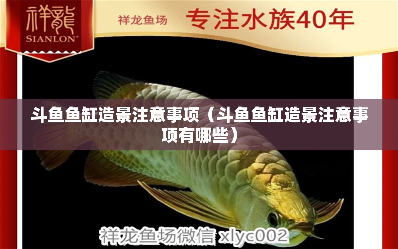 斗魚魚缸造景注意事項（斗魚魚缸造景注意事項有哪些） 福魟魟魚