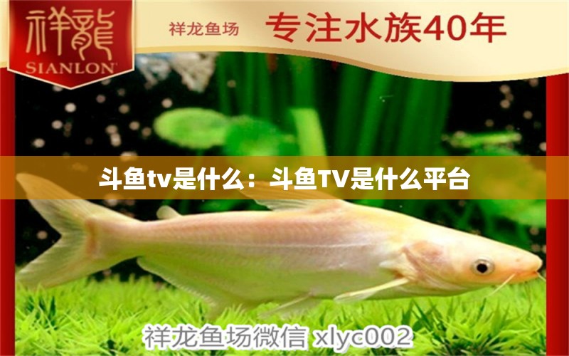 斗魚tv是什么：斗魚TV是什么平臺(tái) 其它水族用具設(shè)備