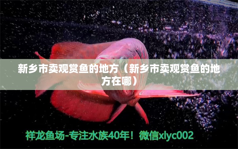 新鄉(xiāng)市賣觀賞魚的地方（新鄉(xiāng)市賣觀賞魚的地方在哪） 祥龍水族醫(yī)院