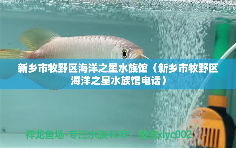 新鄉(xiāng)市牧野區(qū)海洋之星水族館（新鄉(xiāng)市牧野區(qū)海洋之星水族館電話） 全國水族館企業(yè)名錄