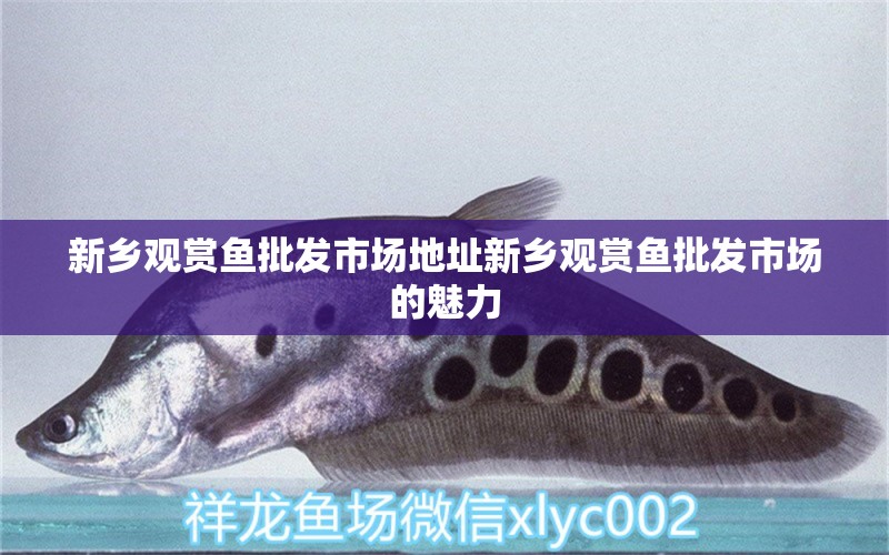 新鄉(xiāng)觀賞魚批發(fā)市場地址新鄉(xiāng)觀賞魚批發(fā)市場的魅力 觀賞魚批發(fā)