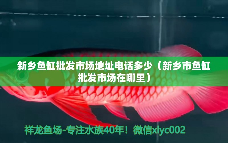 新鄉(xiāng)魚(yú)缸批發(fā)市場(chǎng)地址電話多少（新鄉(xiāng)市魚(yú)缸批發(fā)市場(chǎng)在哪里）