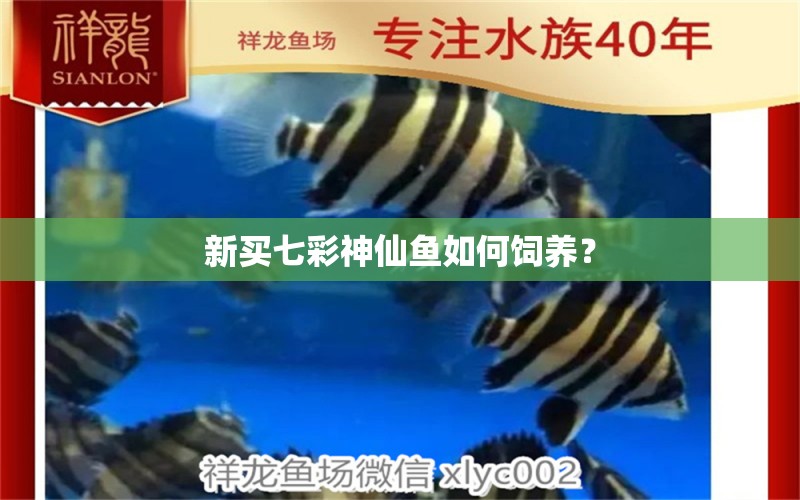 新買七彩神仙魚如何飼養(yǎng)？ 七彩神仙魚