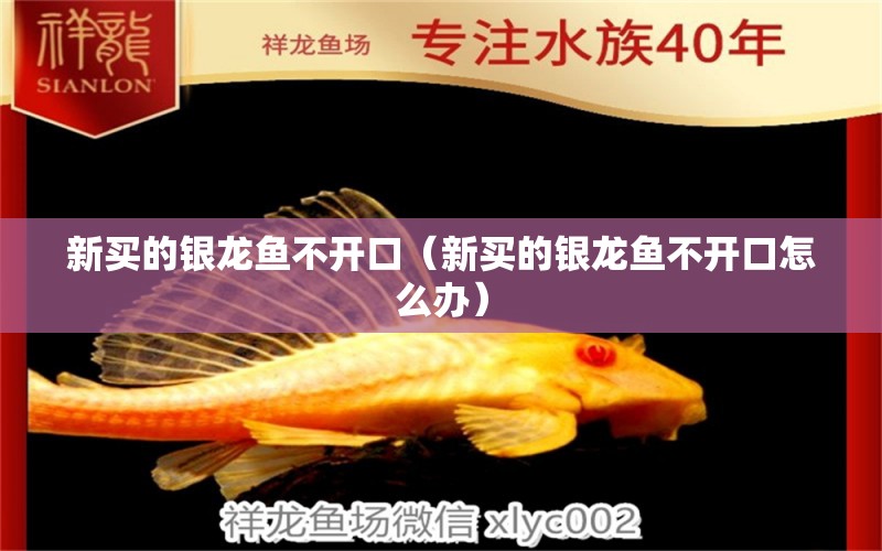 新買(mǎi)的銀龍魚(yú)不開(kāi)口（新買(mǎi)的銀龍魚(yú)不開(kāi)口怎么辦）