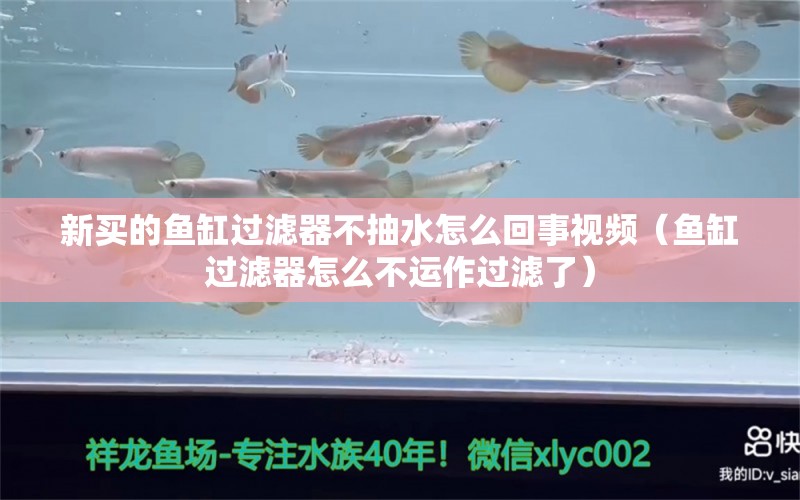 新買的魚缸過濾器不抽水怎么回事視頻（魚缸過濾器怎么不運(yùn)作過濾了）