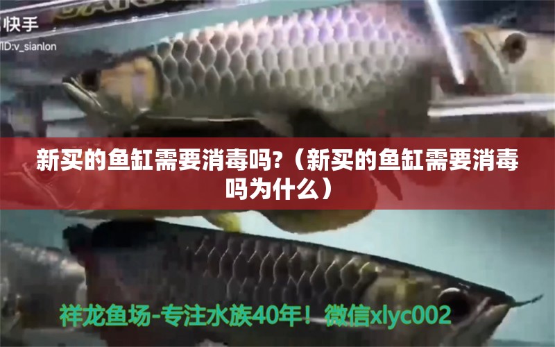 新買的魚缸需要消毒嗎?（新買的魚缸需要消毒嗎為什么）