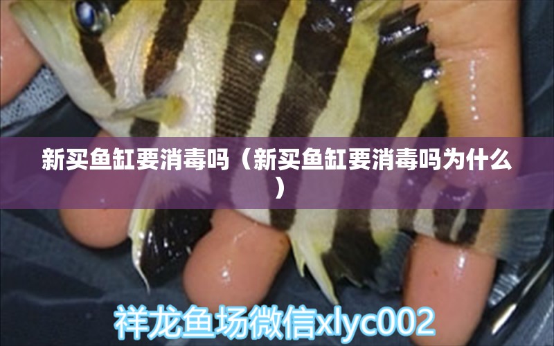 新買魚缸要消毒嗎（新買魚缸要消毒嗎為什么）