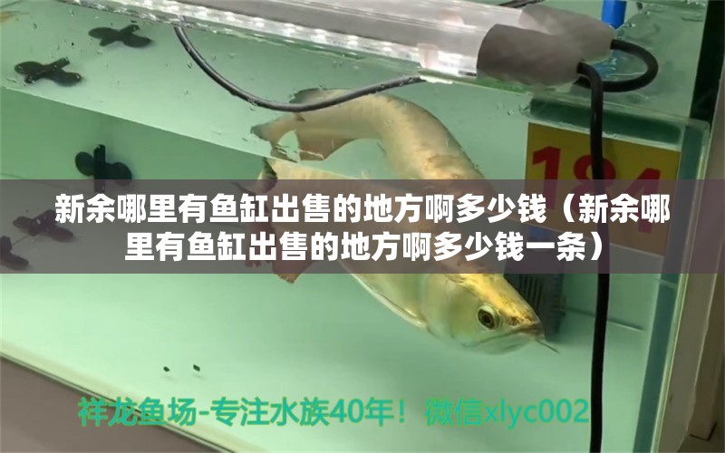 新余哪里有魚缸出售的地方啊多少錢（新余哪里有魚缸出售的地方啊多少錢一條） 白化火箭