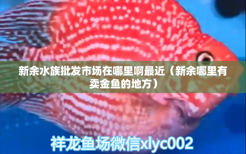 新余水族批發(fā)市場在哪里啊最近（新余哪里有賣金魚的地方）