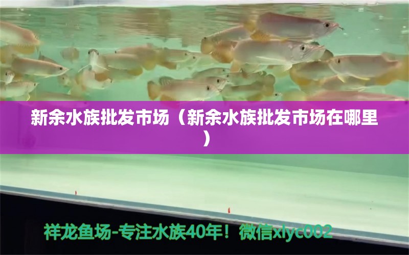 新余水族批發(fā)市場(chǎng)（新余水族批發(fā)市場(chǎng)在哪里） 觀賞魚(yú)水族批發(fā)市場(chǎng)