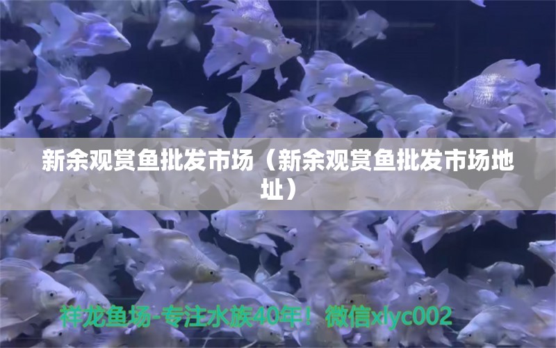 新余觀賞魚批發(fā)市場（新余觀賞魚批發(fā)市場地址）