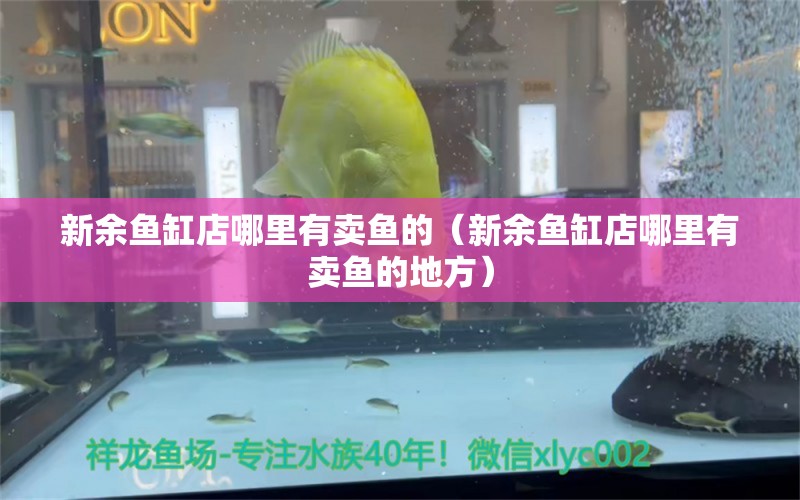 新余魚缸店哪里有賣魚的（新余魚缸店哪里有賣魚的地方） 其他品牌魚缸