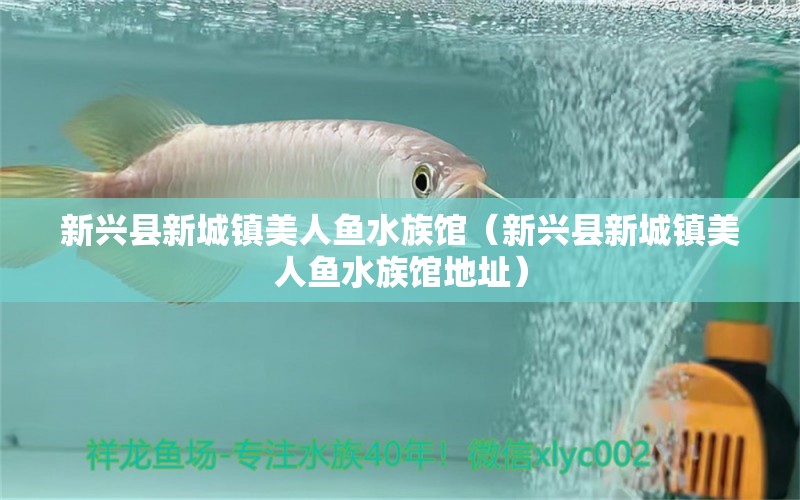 新興縣新城鎮(zhèn)美人魚水族館（新興縣新城鎮(zhèn)美人魚水族館地址） 全國水族館企業(yè)名錄