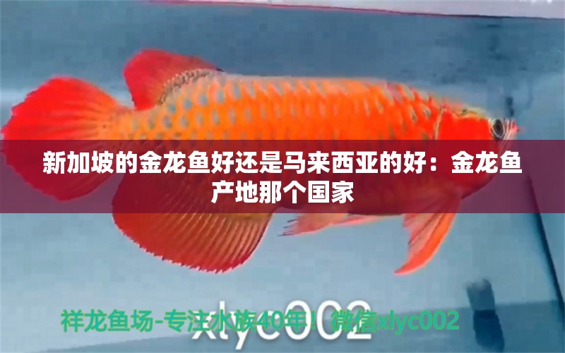 新加坡的金龍魚(yú)好還是馬來(lái)西亞的好：金龍魚(yú)產(chǎn)地那個(gè)國(guó)家