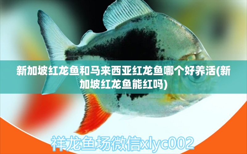 新加坡紅龍魚和馬來西亞紅龍魚哪個好養(yǎng)活(新加坡紅龍魚能紅嗎)