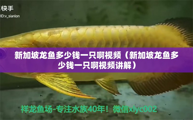 新加坡龍魚多少錢一只啊視頻（新加坡龍魚多少錢一只啊視頻講解）