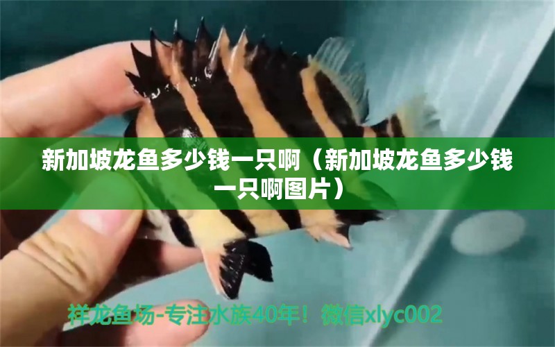 新加坡龍魚(yú)多少錢(qián)一只?。ㄐ录悠慢堲~(yú)多少錢(qián)一只啊圖片）