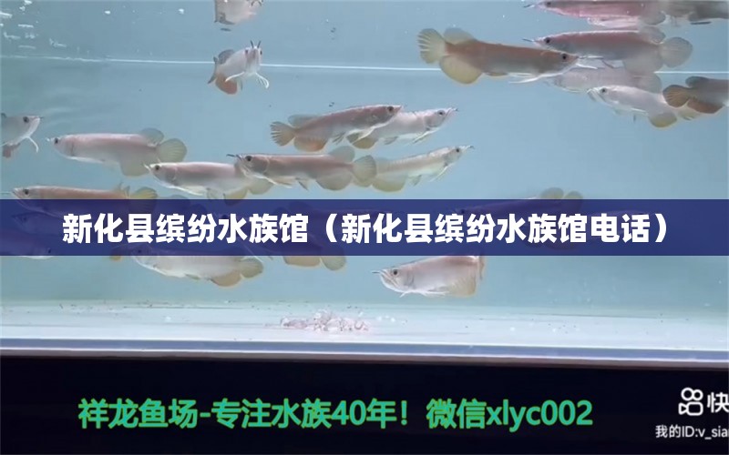 新化縣繽紛水族館（新化縣繽紛水族館電話）