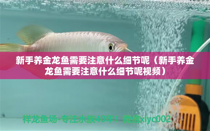 新手養(yǎng)金龍魚需要注意什么細節(jié)呢（新手養(yǎng)金龍魚需要注意什么細節(jié)呢視頻） 祥龍水族醫(yī)院