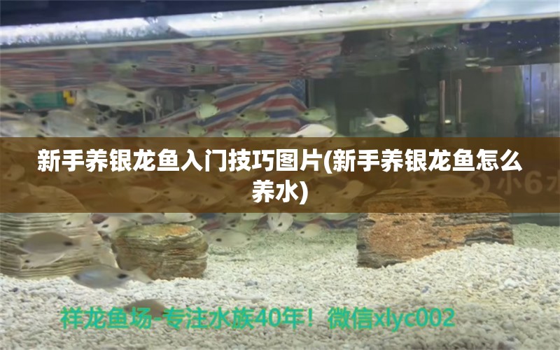 新手養(yǎng)銀龍魚入門技巧圖片(新手養(yǎng)銀龍魚怎么養(yǎng)水) 銀龍魚