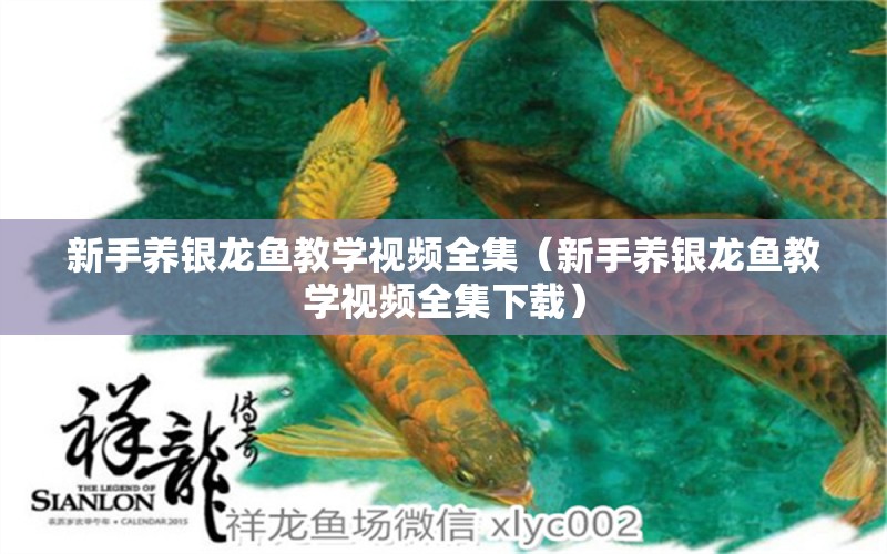 新手養(yǎng)銀龍魚教學(xué)視頻全集（新手養(yǎng)銀龍魚教學(xué)視頻全集下載）