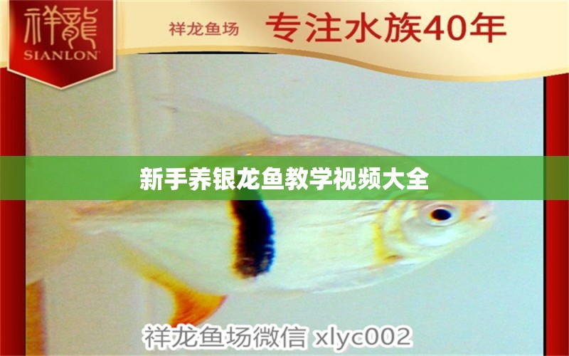 新手養(yǎng)銀龍魚教學視頻大全 銀龍魚