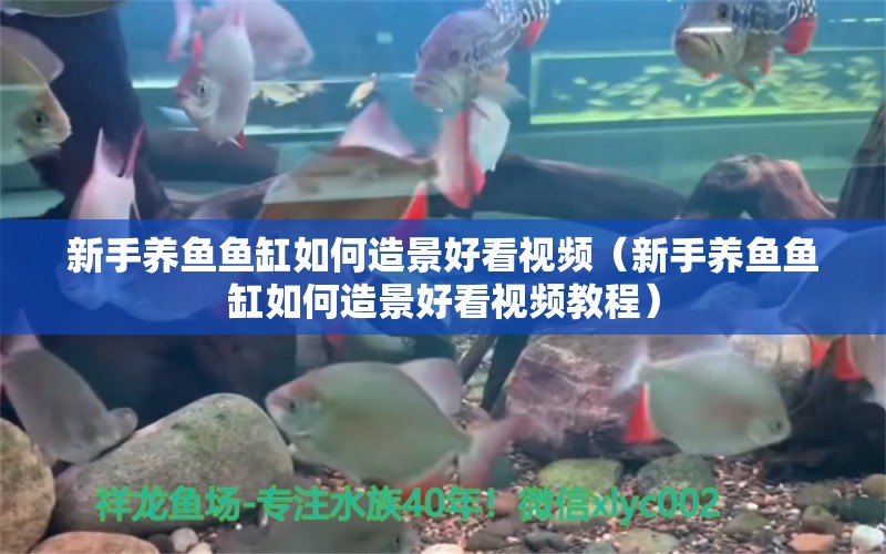 新手養(yǎng)魚魚缸如何造景好看視頻（新手養(yǎng)魚魚缸如何造景好看視頻教程） 祥龍水族醫(yī)院