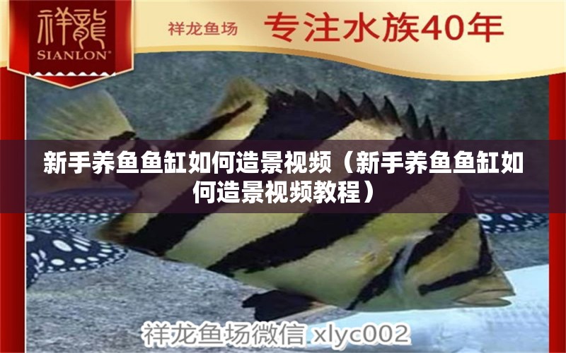 新手養(yǎng)魚魚缸如何造景視頻（新手養(yǎng)魚魚缸如何造景視頻教程） 祥龍水族醫(yī)院