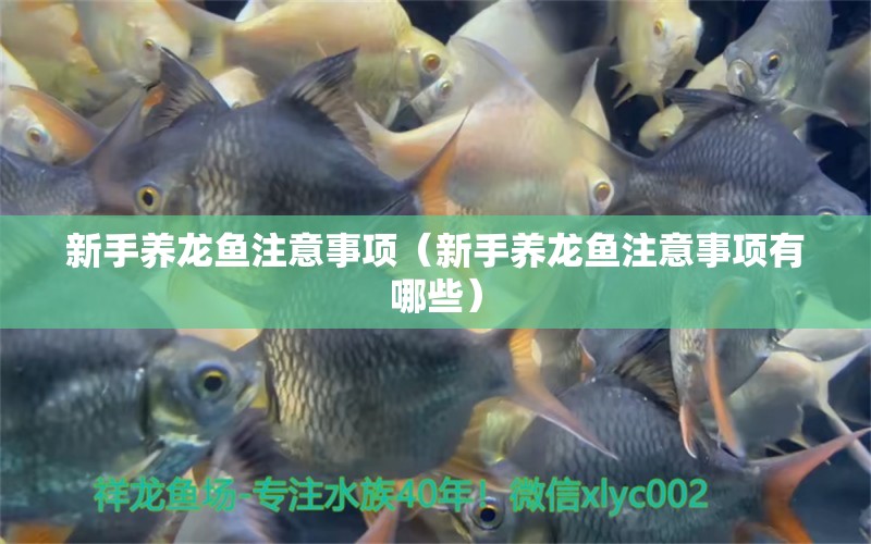 新手養(yǎng)龍魚注意事項(xiàng)（新手養(yǎng)龍魚注意事項(xiàng)有哪些） 祥龍水族醫(yī)院