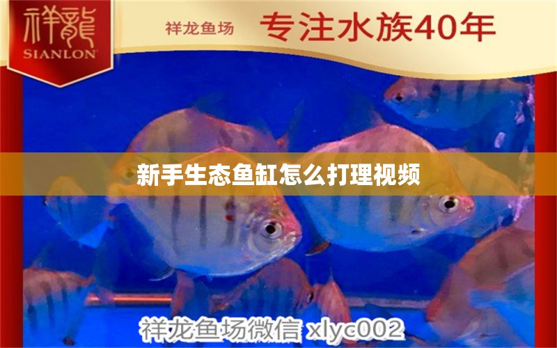 新手生態(tài)魚缸怎么打理視頻