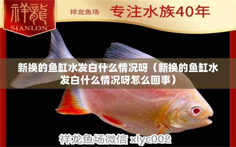 新?lián)Q的魚缸水發(fā)白什么情況呀（新?lián)Q的魚缸水發(fā)白什么情況呀怎么回事） 觀賞魚市場（混養(yǎng)魚）