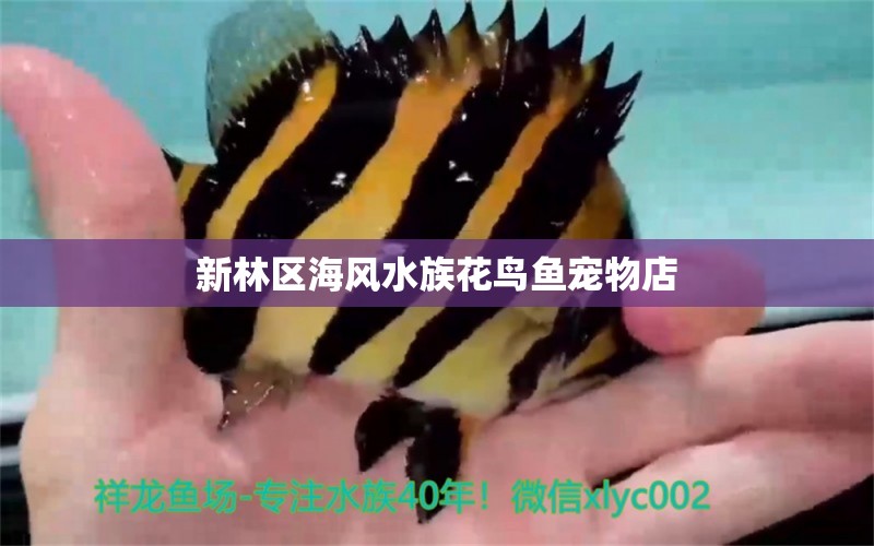 新林區(qū)海風(fēng)水族花鳥魚寵物店 魚缸風(fēng)水