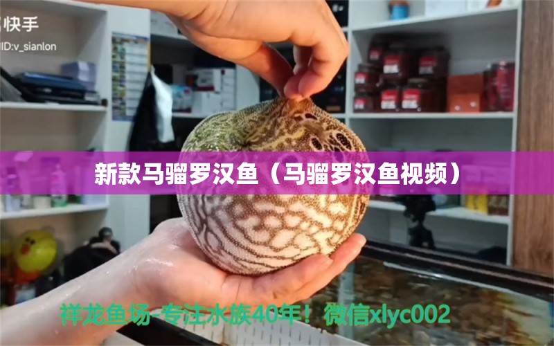 新款馬騮羅漢魚（馬騮羅漢魚視頻） 羅漢魚