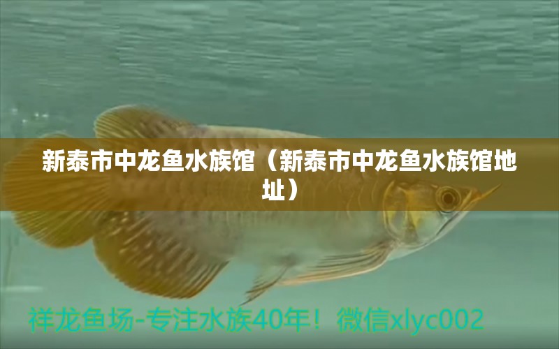 新泰市中龍魚水族館（新泰市中龍魚水族館地址） 全國水族館企業(yè)名錄